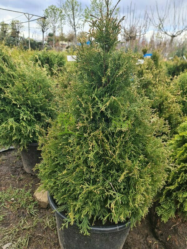 Туя западная Столвик (Thuja occidentalis 'Stolwijk') ф. конус