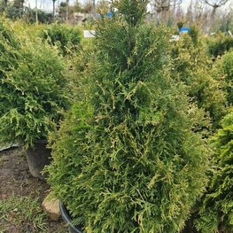 Туя западная Столвик (Thuja occidentalis 'Stolwijk') ф. конус