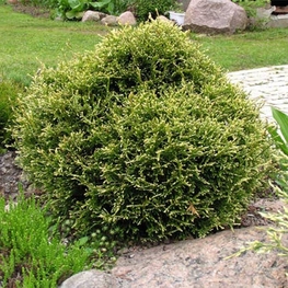 Туя западная Столвик (Thuja occidentalis 'Stolwijk')