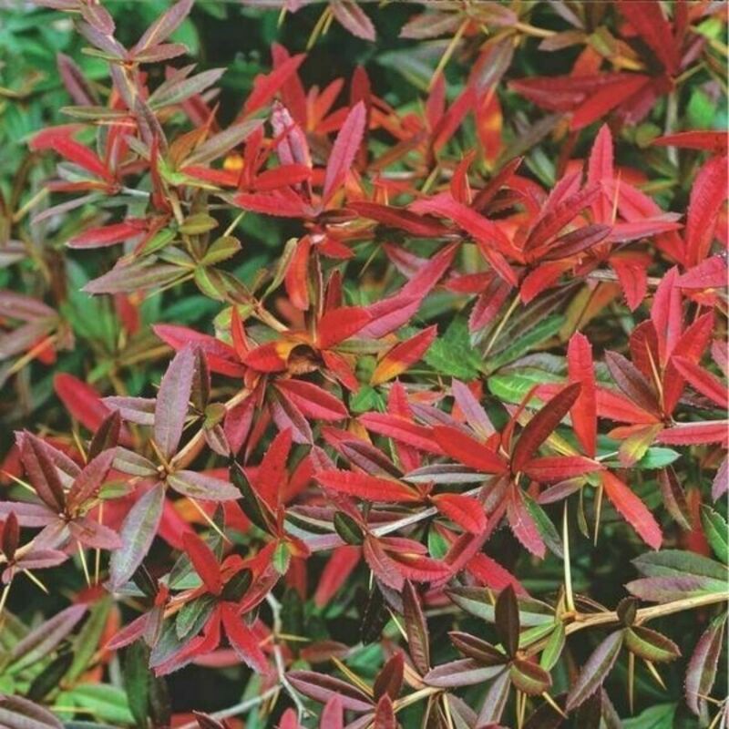 Барбарис Юлиана (Berberis julianae)