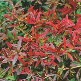 Барбарис Юлиана (Berberis julianae)