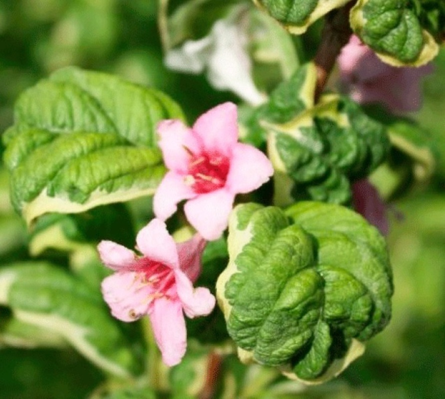 Вейгела цветущая Карикатура (Weigela florida 'Caricature')