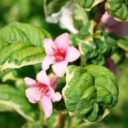 Вейгела цветущая Карикатура (Weigela florida 'Caricature')