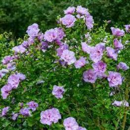Гибискус сирийский Лавендер Шифон (Hibiscus syriacus 'Lavender Chiffon')