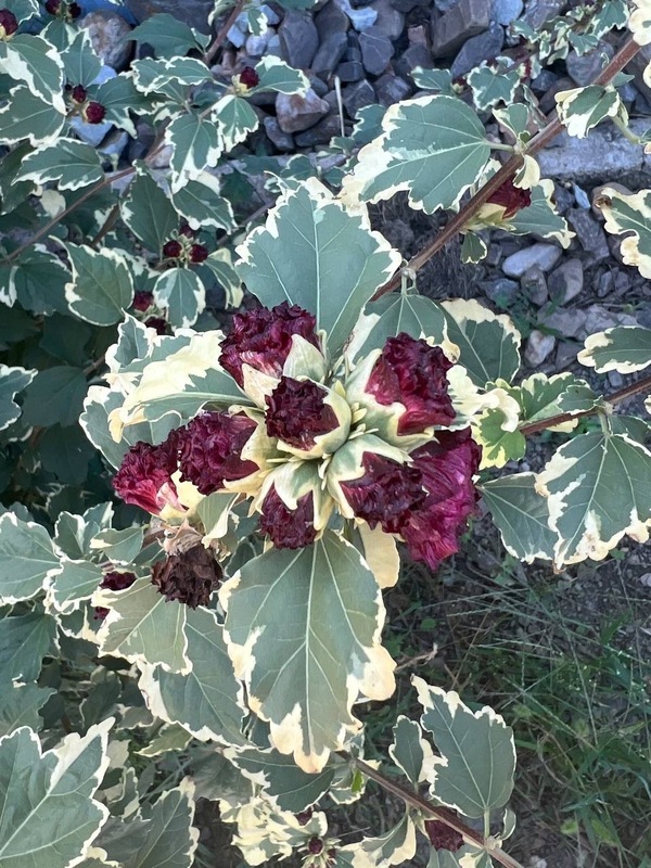 Гибискус сирийский Пурпуреус Вариегатус (Hibiscus syriacus 'Purpureus Variegatus')