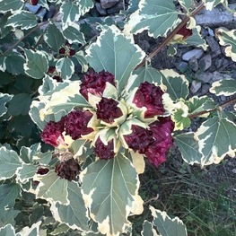 Гибискус сирийский Пурпуреус Вариегатус (Hibiscus syriacus 'Purpureus Variegatus')