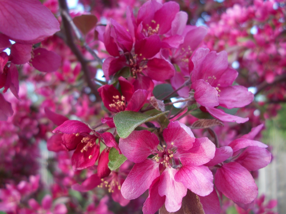Яблоня декоративная Профужен (Malus 'Profusion')