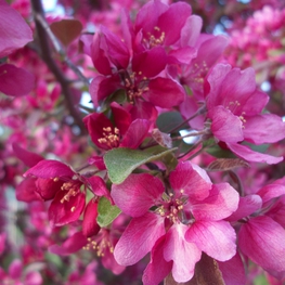 Яблоня декоративная Профужен (Malus 'Profusion')