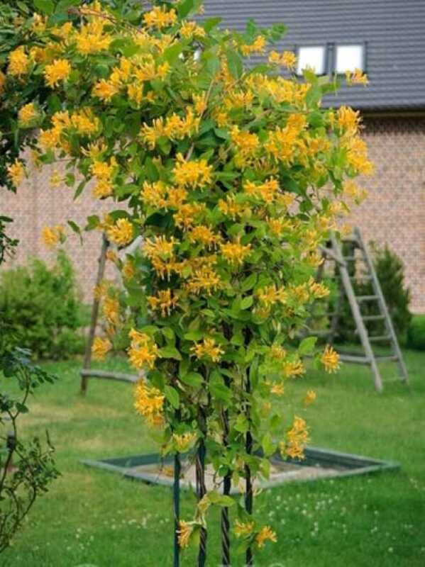 Жимолость Тельмана (Lonicera x tellmanniana)