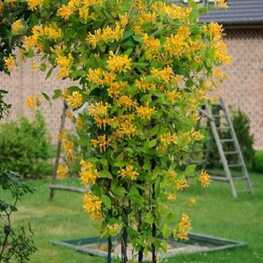 Жимолость Тельмана (Lonicera x tellmanniana)