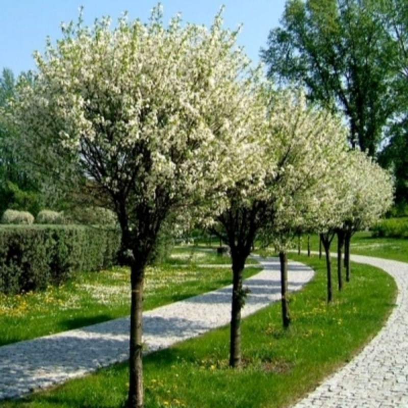 Вишня гибридная Умбракулифера (Prunus x eminens 'Umbraculifera')