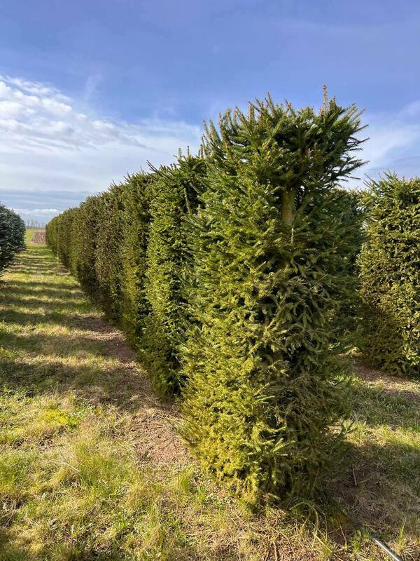 Ель обыкновенная