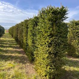 Ель обыкновенная (Picea abies)