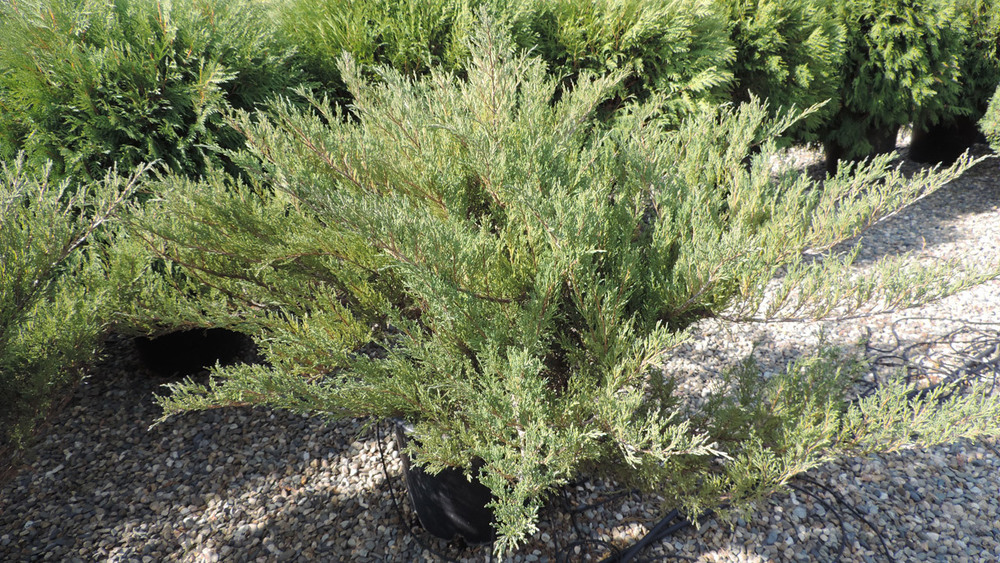 Можжевельник казацкий Блау Донау (Juniperus sabina 'Blaue Donau')