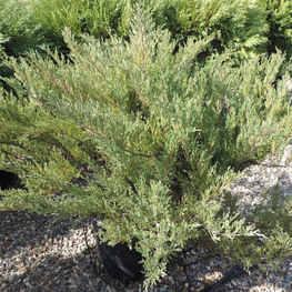 Можжевельник казацкий Блау Донау (Juniperus sabina 'Blaue Donau')