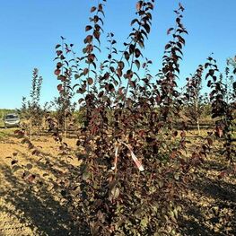 Алыча Тульский Искандер