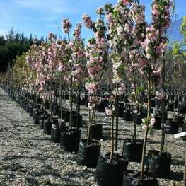 Яблоня декоративная Ван Эселтин