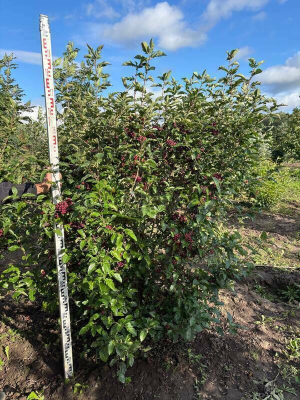 Рябина Бурка