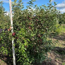 Рябина Бурка