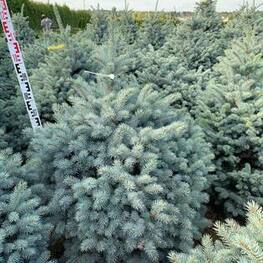 Ель колючая Марси