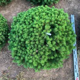 Сосна горная Божий дар