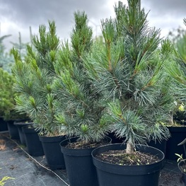 Сосна кедровая европейская Глаука