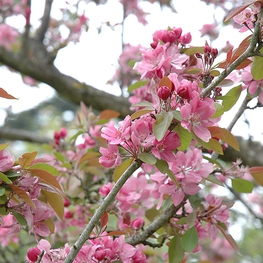Яблоня декоративная Хопа (Malus 'Hopa')