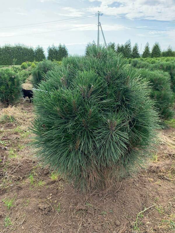 Сосна черная Ронделло