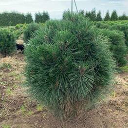 Сосна черная Ронделло