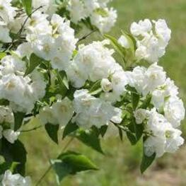 Чубушник гибридный Балет Мотыльков