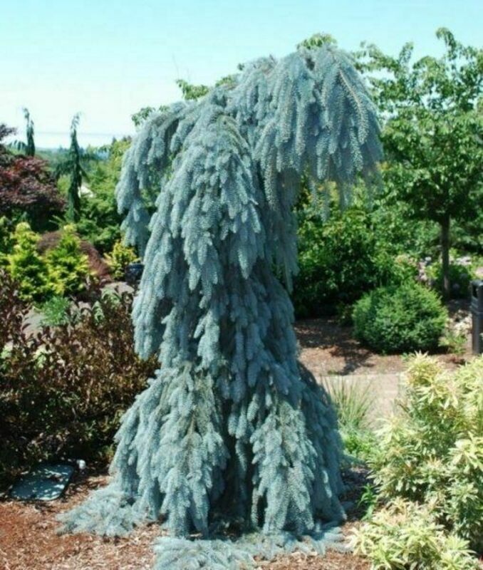 Ель колючая Глаука Пендула