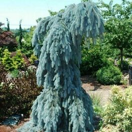 Ель колючая Глаука Пендула