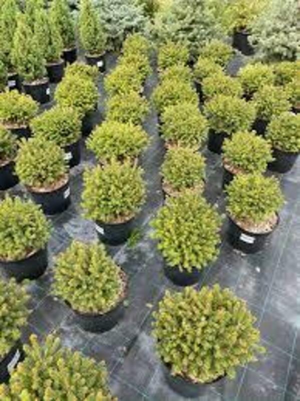 Ель обыкновенная Элеганс