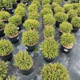 Ель обыкновенная Элеганс