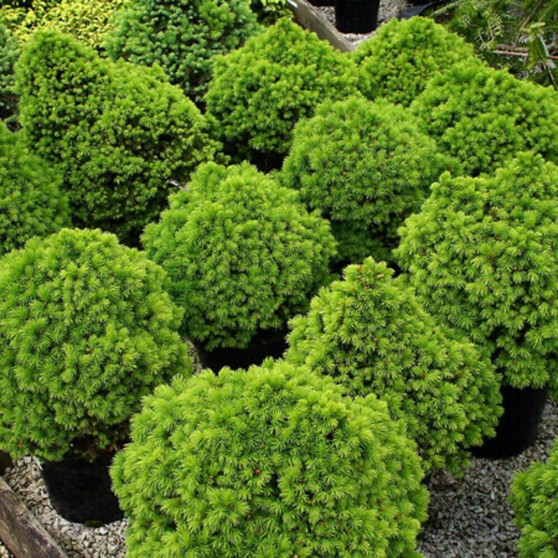 Ель канадская Альберта Глоуб