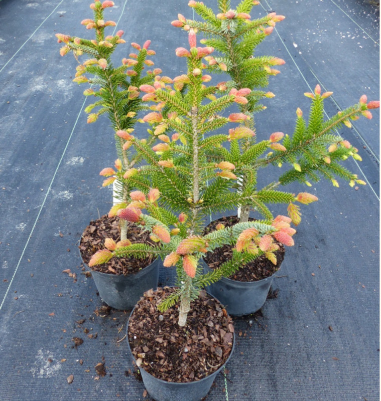 Ель сербская Ротер Аустреб