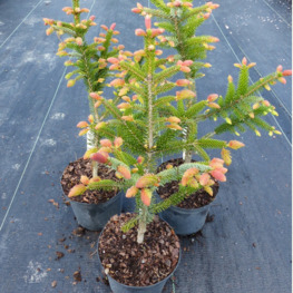 Ель сербская Ротер Аустреб