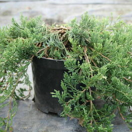 Можжевельник горизонтальный Джейд Ривер