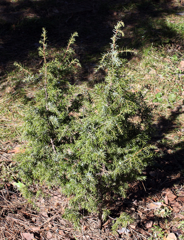 Можжевельник обыкновенный Валлис