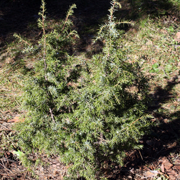 Можжевельник обыкновенный Валлис