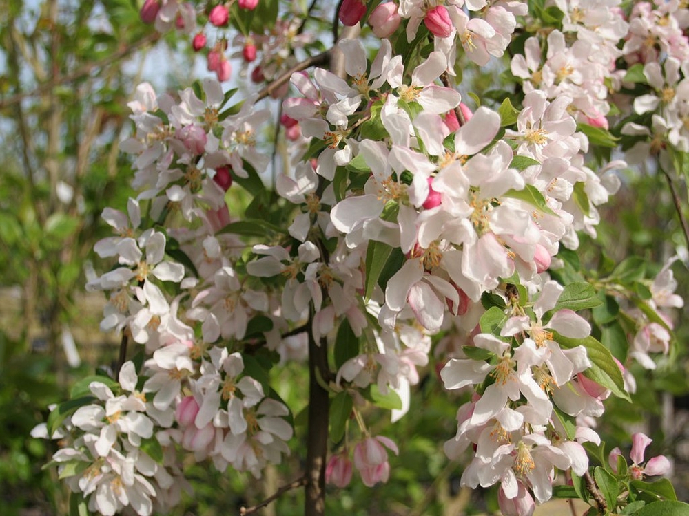 Яблоня декоративная Чилс Випинг (Malus 'Cheal\'s Weeping')