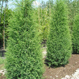Можжевельник обыкновенный Суецика
