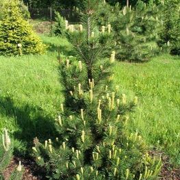 Сосна горная Поль Малтер