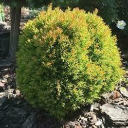 Туя западная Анниек