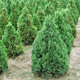 Туя западная Харрикейн