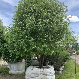 Боярышник китайский -1