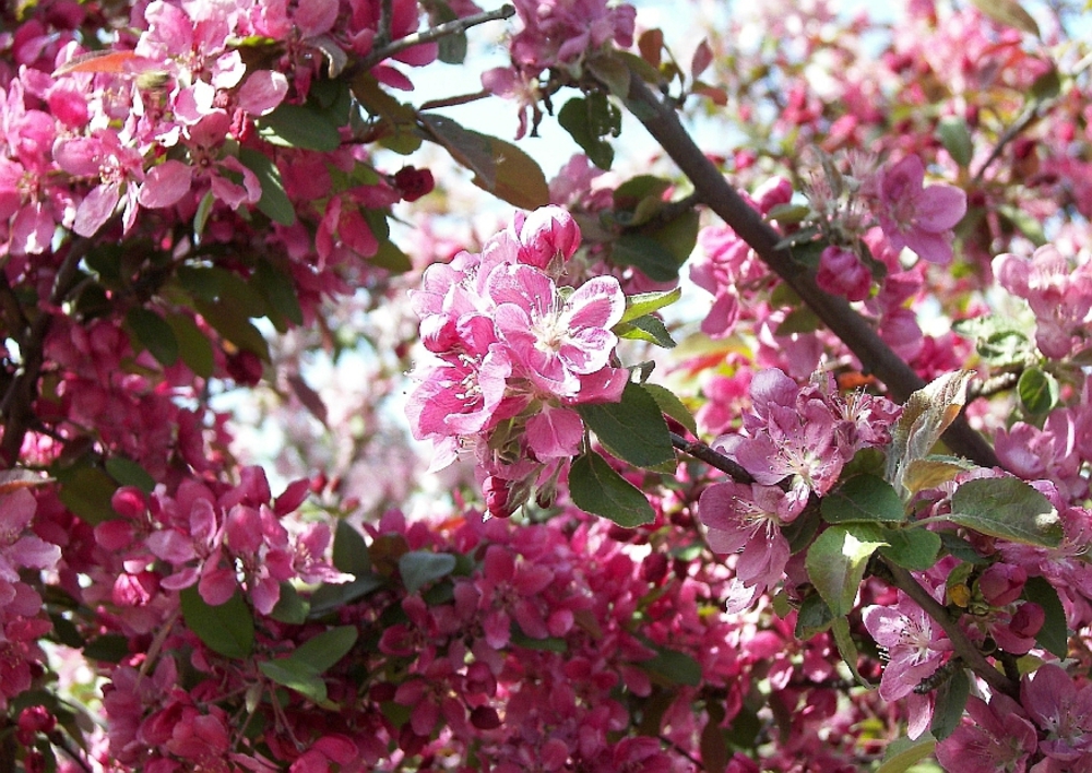 Яблоня декоративная Элейи (Malus 'Eleyi')