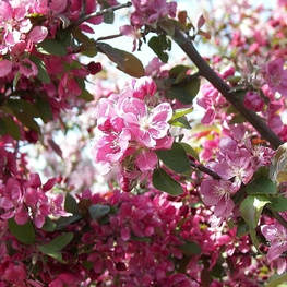 Яблоня декоративная Элейи (Malus 'Eleyi')