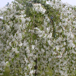 Яблоня сахалинская Пендула (Malus sachalinensis 'Pendula')
