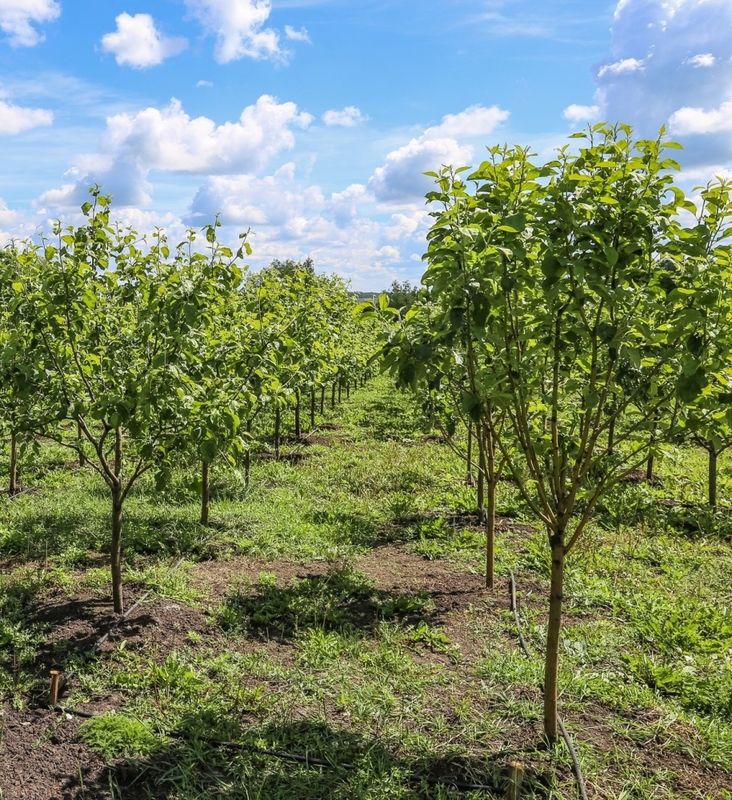 Яблоня Китайка золотая ранняя (Malus prunifolia 'Kitaika Zolotaja Rannaja')
